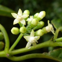 Urophyllum ceylanicum (Wight) Thwaites